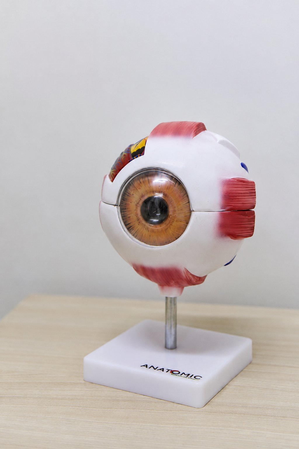 Modelo anatômico Oftalmologia
